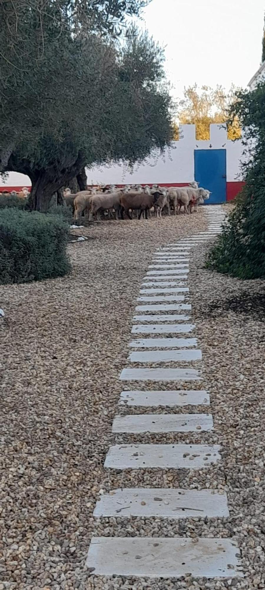 Hotel Quinta Da Chamine Ferreira Do Alentejo Pokój zdjęcie